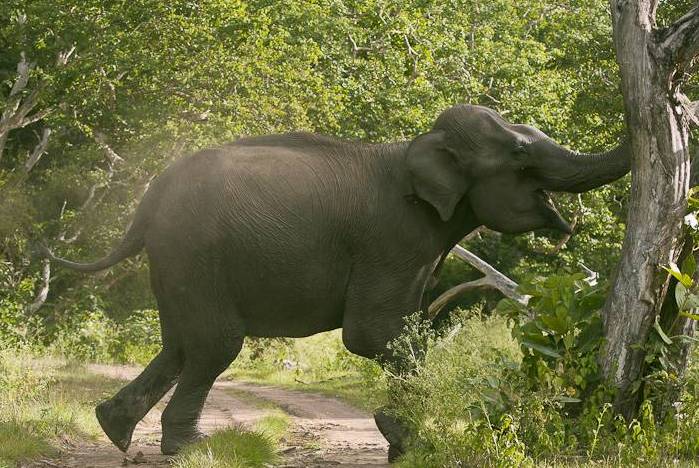 एक्लै हिडने हात्तीको आक्रमणबाट बारामा एकको  मृत्यु